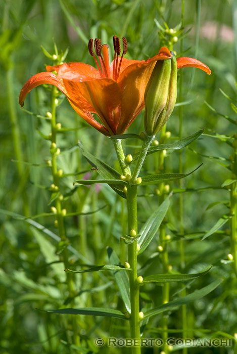 Gigli di S.Giuseppe - Lilium bulbiferum ssp. croceum